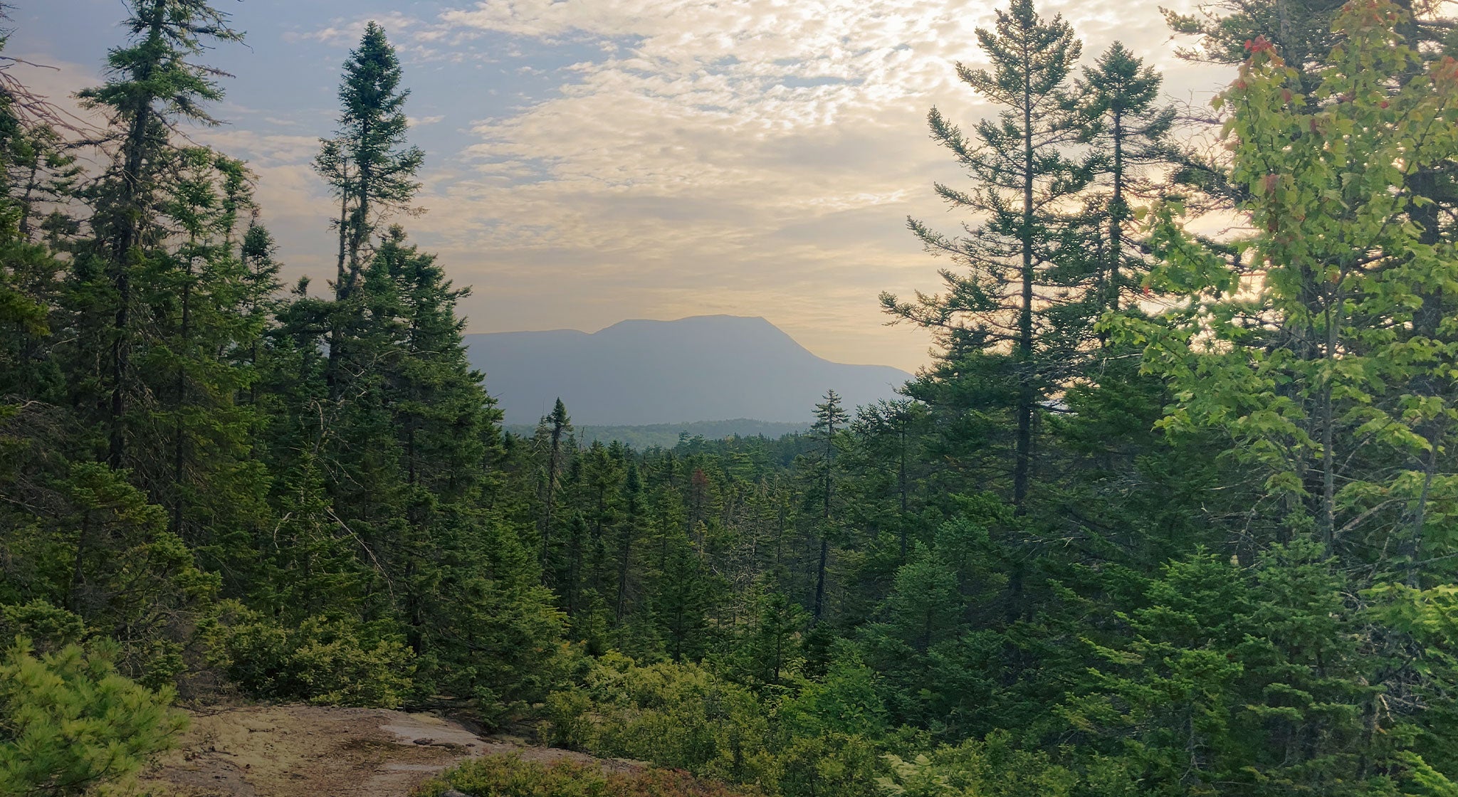 A forest with trees and a mountain in the background.